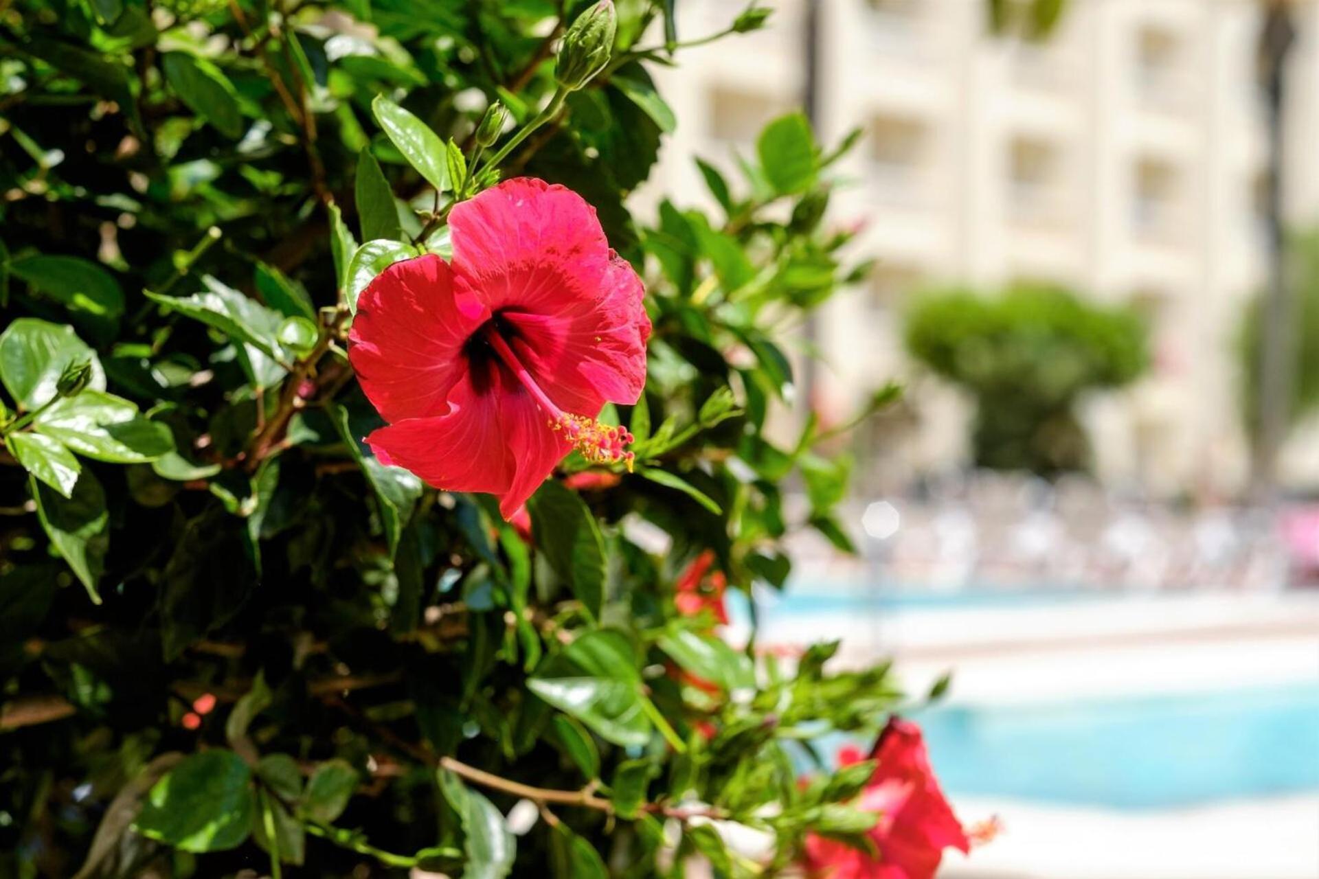Hotel Moon Dreams Portomagno Aguadulce  Buitenkant foto